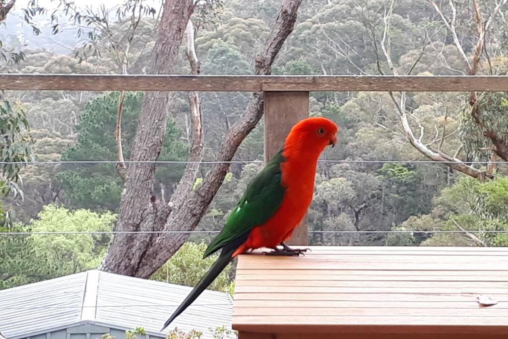 Katoomba Falls Cottage 外观 照片