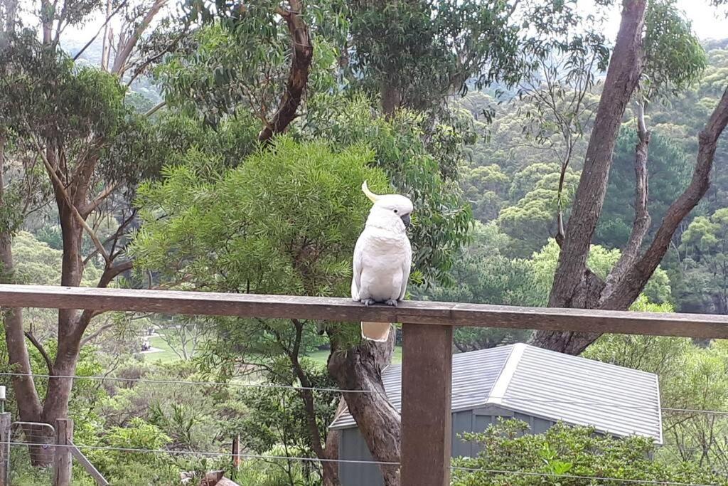 Katoomba Falls Cottage 外观 照片